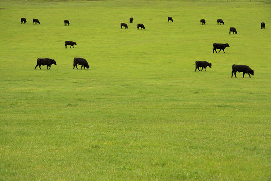 A Tale of Two Steaks: Grass-finished vs. Grain-finished - Tallgrass Heritage
