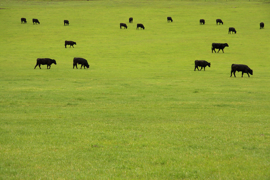 A Tale of Two Steaks: Grass-finished vs. Grain-finished